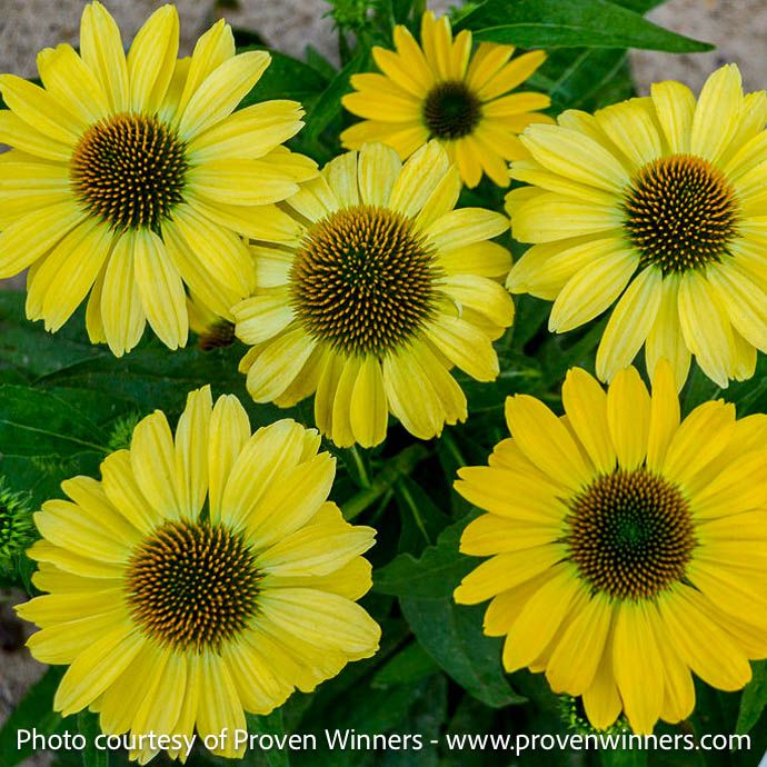 #1 Echinacea pur Eye-Catcher &#39;Canary Feathers&#39;/ Yellow Coneflower Native (TN)