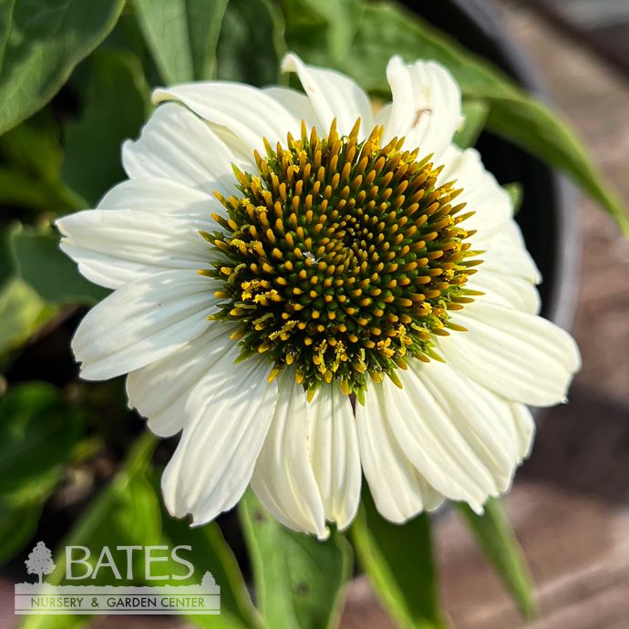 #1 Echinacea pur White Swan/ Coneflower Native (TN)