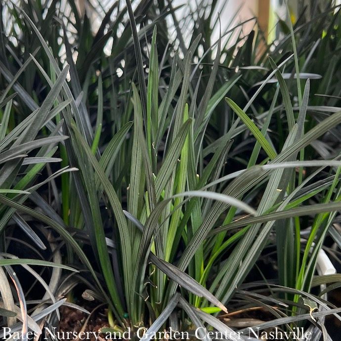 4p Ophiopogon plan Nigrescens/ Black Mondo Grass