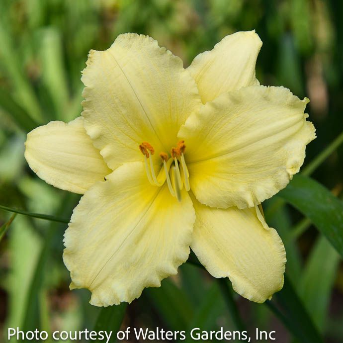 #1 Hemerocallis x Stella Supreme / Dwarf Repeat Yellow Daylily