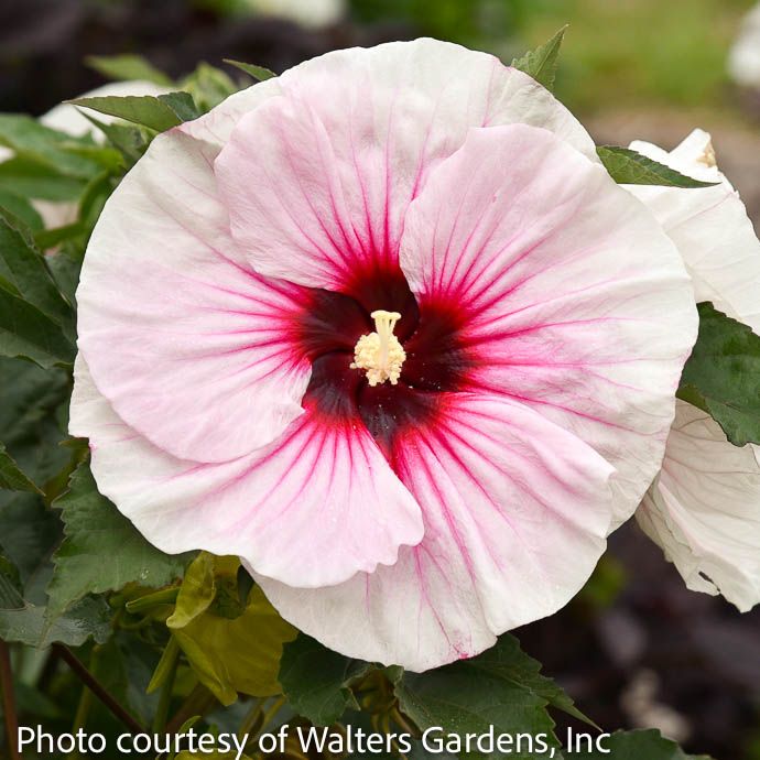 #2 Hibiscus x Angel Eyes/ White with Red Eye Hardy