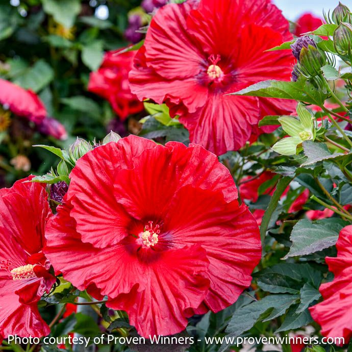 #2 Hibiscus x PW Summerific &#39;Garnet Globes&#39;/ Compact Red Hardy