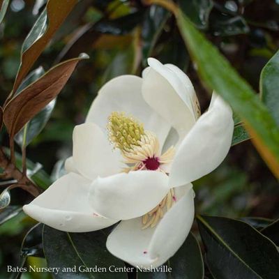 15 Magnolia grand Little Gem/ Dwarf Southern Native (TN)