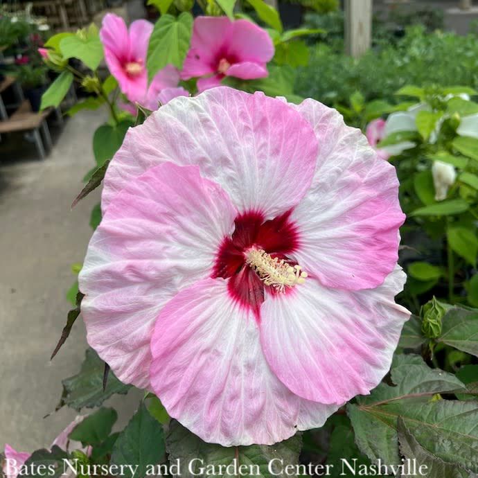 #2 Hibiscus x PW Summerific &#39;Spinderella&#39;/ Pink &amp; White Hardy