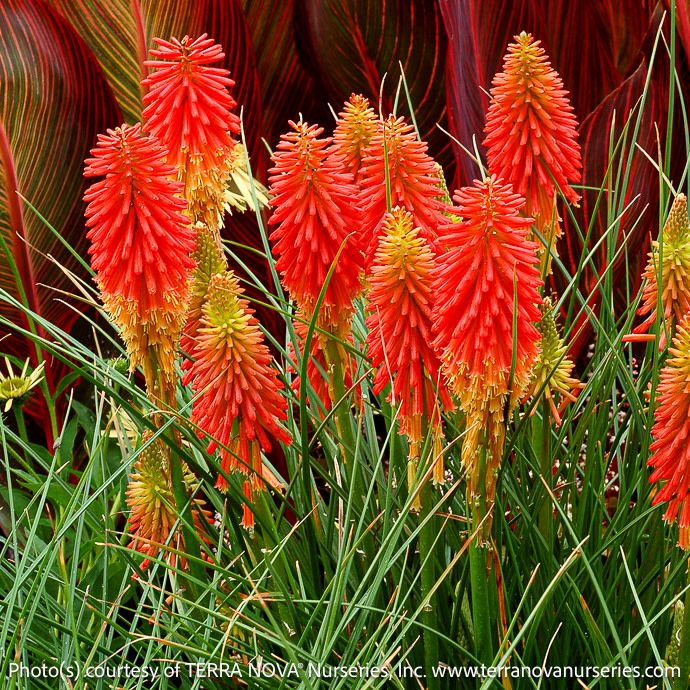 #1 Kniphofia x Papaya Popsicle/ Red Hot Poker