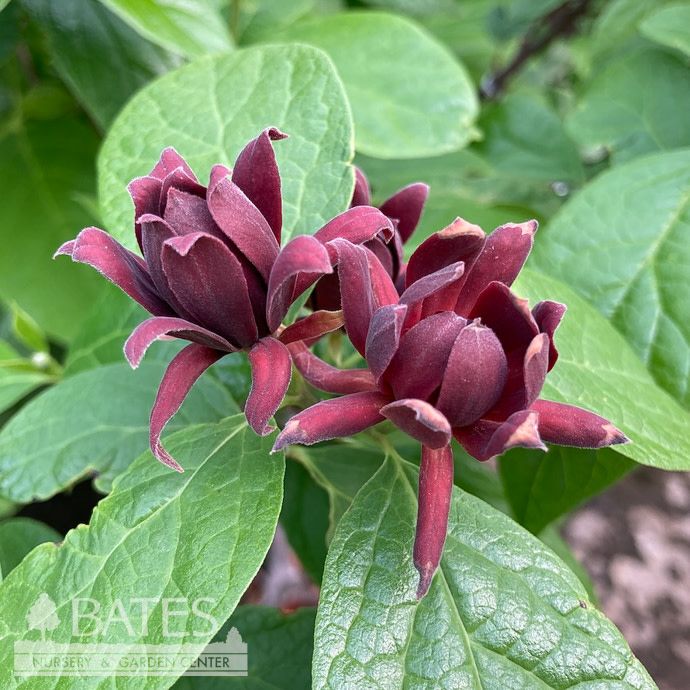 #3 Calycanthus flor PW Simply Scentsational/ Allspice Sweetshrub Native (TN)