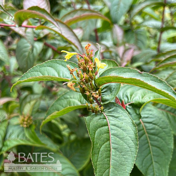 #3 Diervilla sessilifolia Cool Splash/ Variegated Dwarf Bush Honeysuckle Native (TN)