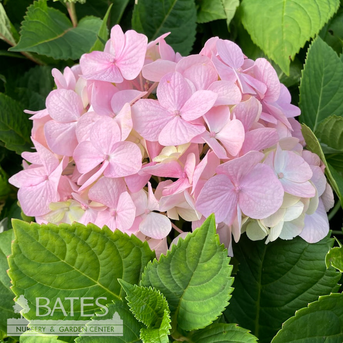 3 Hydrangea mac Endless Summer 'Twist-n-Shout'/ Bigleaf/ Lacecap