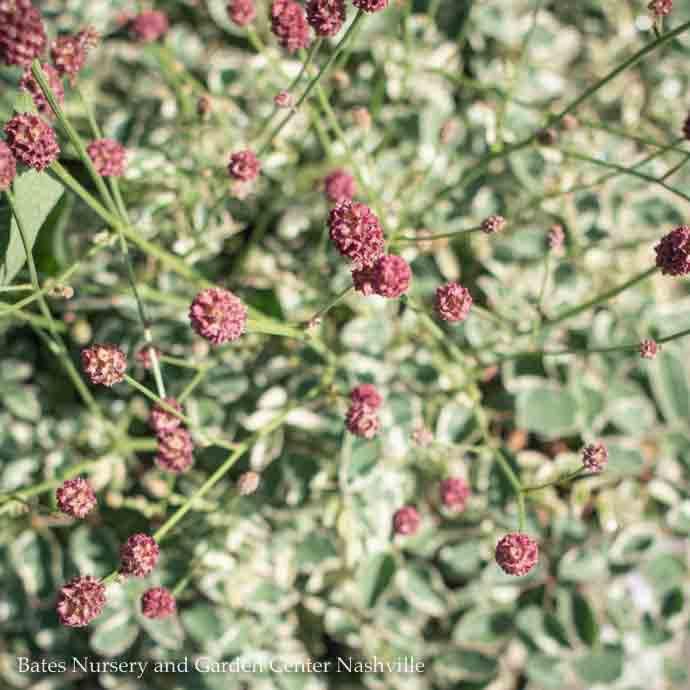 4p Sanguisorba minor Little Angel/ Dwarf Variegated Burnet