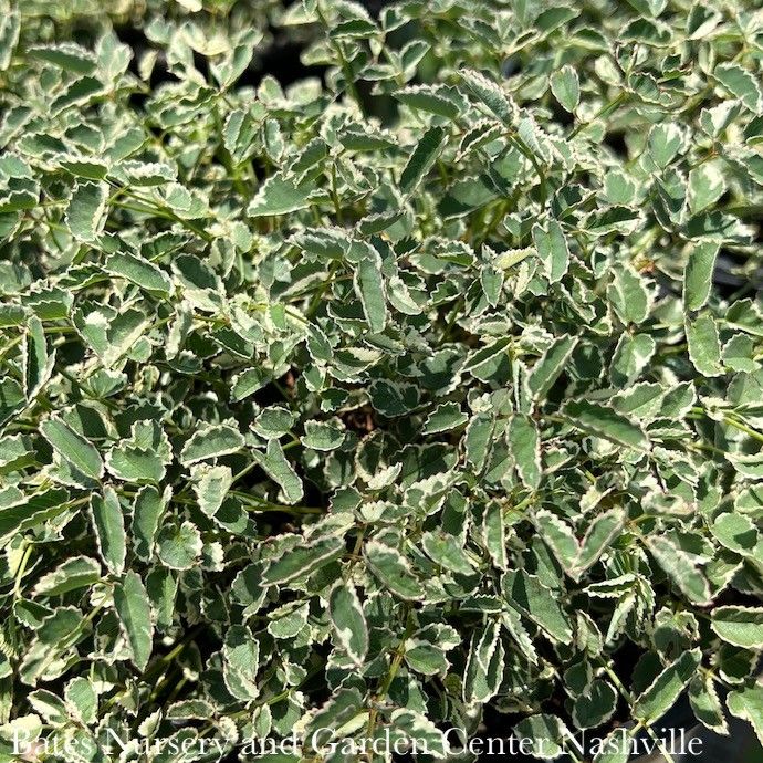 4p Sanguisorba minor Little Angel/ Dwarf Variegated Burnet
