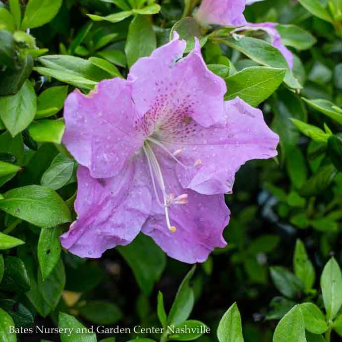 #3 Azalea x Encore Autumn Lilac/ Repeat Purple Dwarf