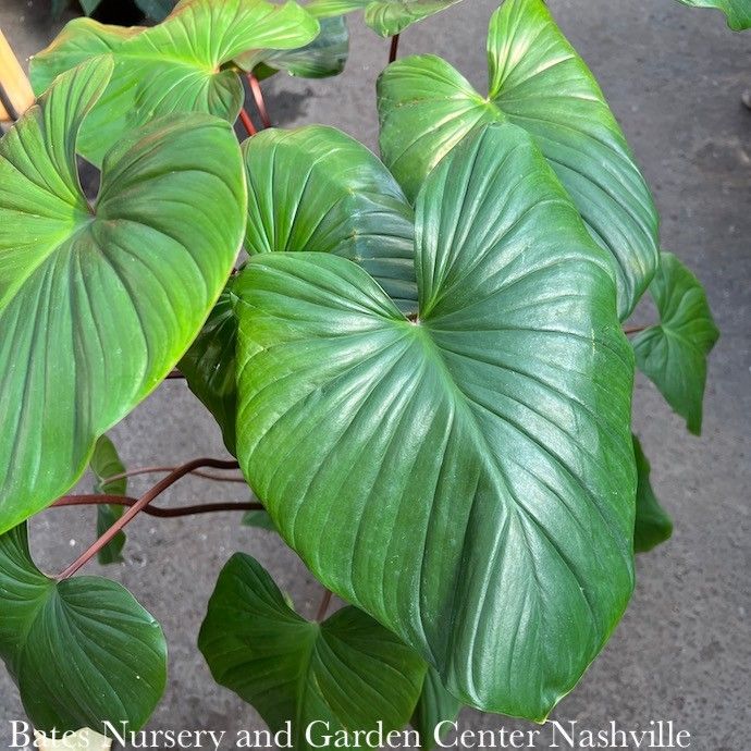 4p! Homalomena Red Stem /Tropical