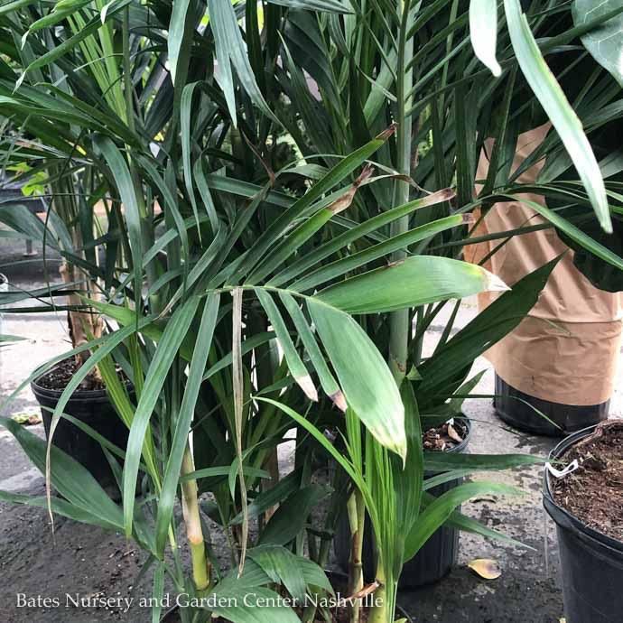 10p! Palm Seifrizii / Bamboo Palm /Tropical
