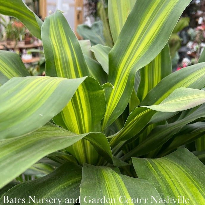 8p! Dracaena Massangeana Cane Twist /Corn Plant /Tropical