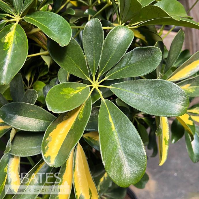 12p! Schefflera Arboricola Gold Capella BRAID /Tropical