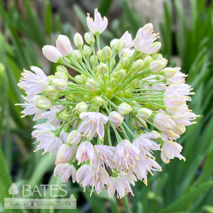 #1 Allium lus Summer Beauty/ White Ornamental Onion