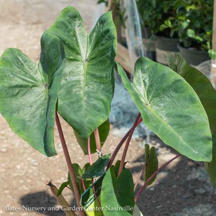 Tropical #2 Colocasia Royal Hawaiian &#39;Hawaiian Punch&#39;/ Elephant Ear