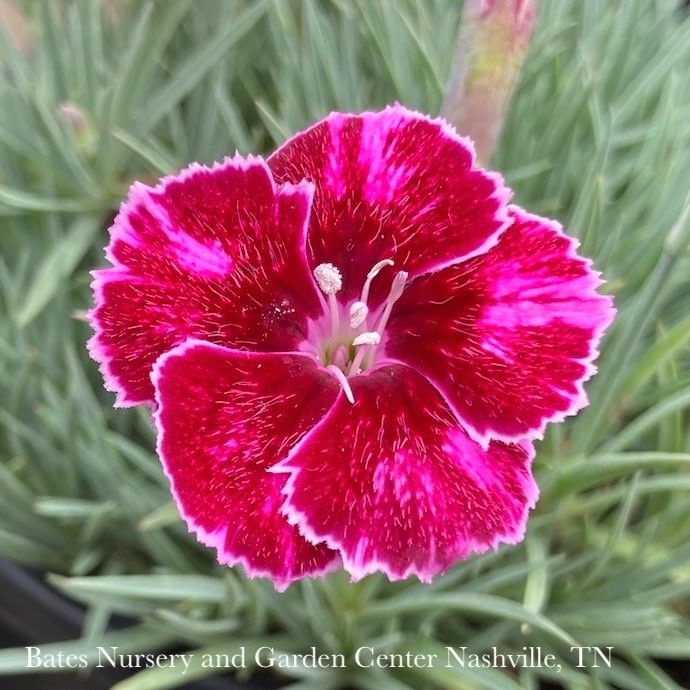 #1 Dianthus x Mountain Frost &#39;Ruby Glitter&#39;/ Red