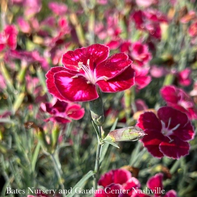 #1 Dianthus x Mountain Frost &#39;Ruby Glitter&#39;/ Red