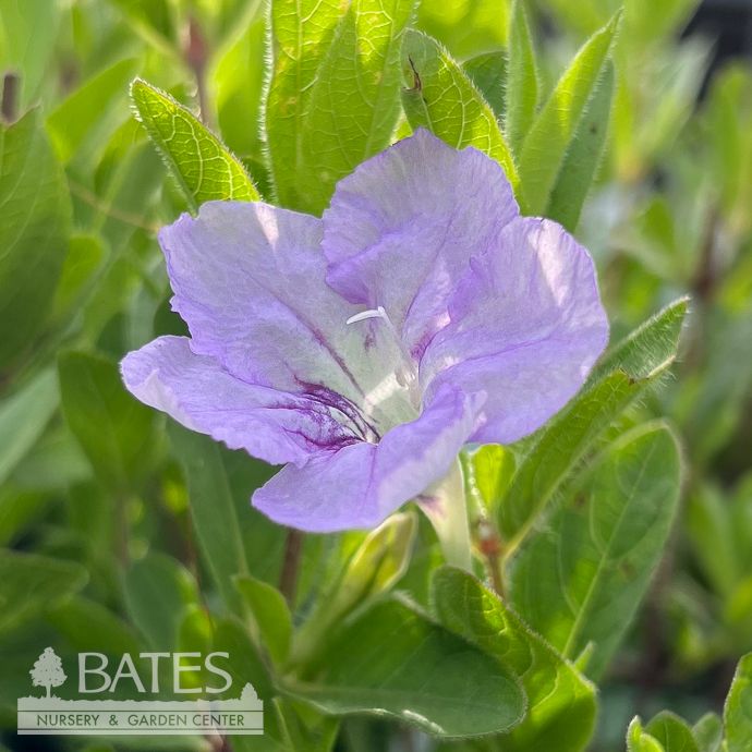 #1 Ruellia humilis/ Wild Petunia Native (TN)