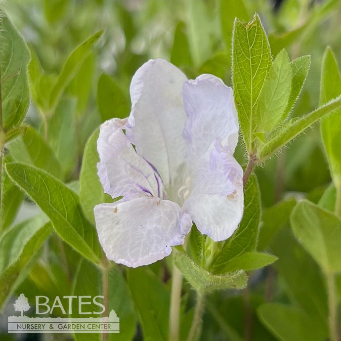 #1 Ruellia humilis/ Wild Petunia Native (TN)