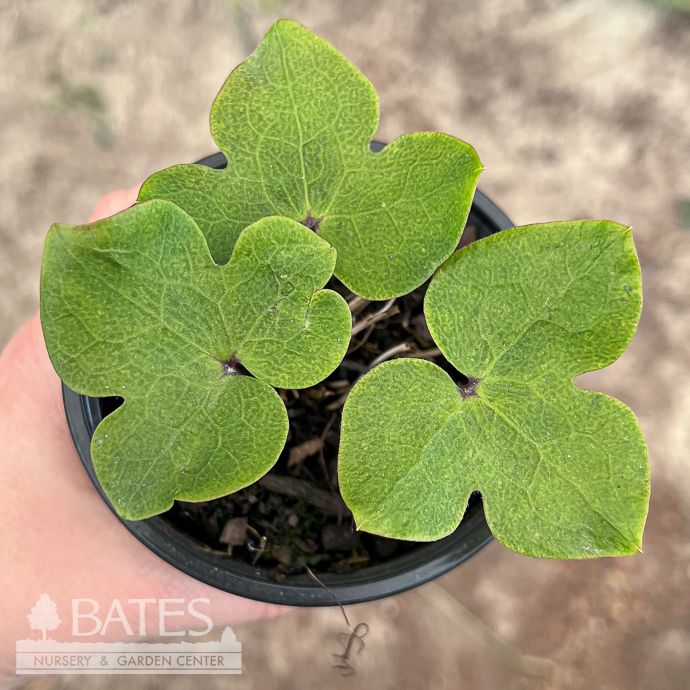 4p Hepatica nobilis/ Sharp-lobed Liverwort Ephemeral Native (TN)