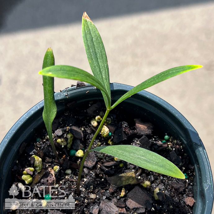 4p Lilium michiganense/ Michigan Lily Native (TN)
