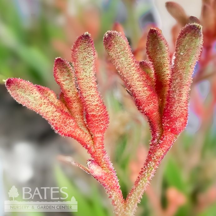 Tropical #1 Anigozanthos Kanga Red/ Kangaroo Paw