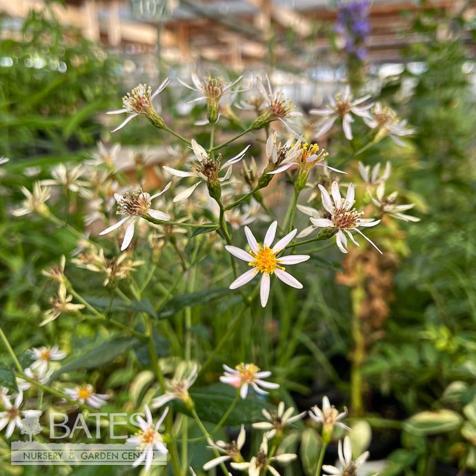 #1 Eurybia macrophylla AB/ Big-leaved Aster Native (TN)