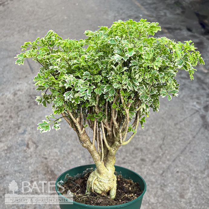 6p! Aralia Variegated Bonsai /Tropical