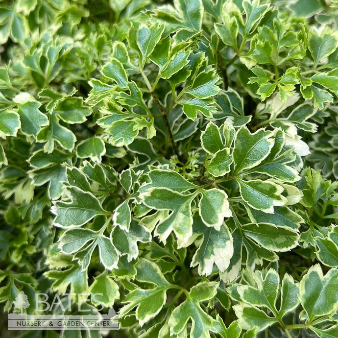6p! Aralia Variegated Bonsai /Tropical