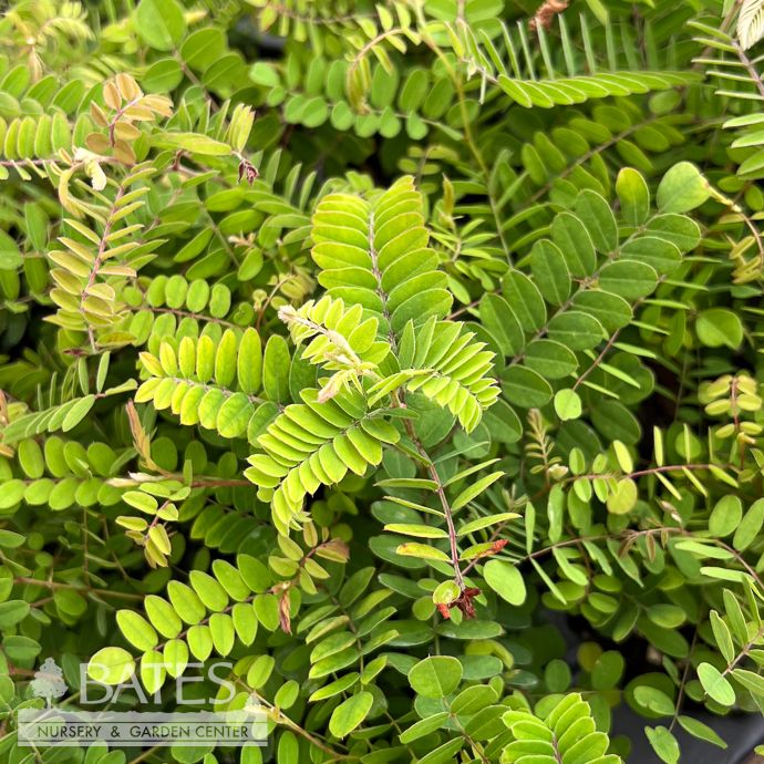 4p Amorpha canescens/ Lead Plant Native (R)