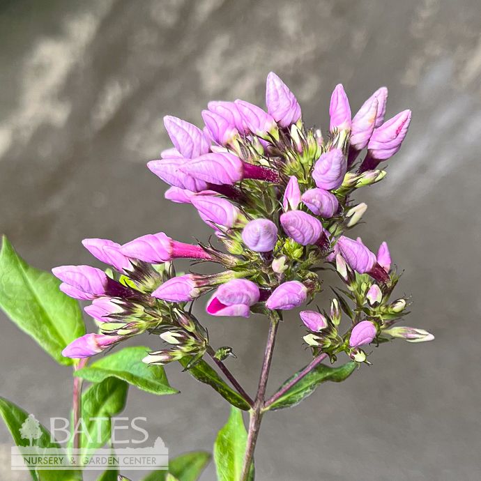 #1 Phlox pan Butonik/ Pink Upright Garden Native (TN)