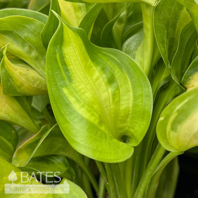 #1 Hosta Emerald Charger/ Variegated Green