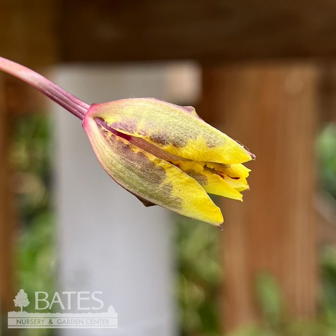 4p! Orchid Specialty Oncidium /Tropical