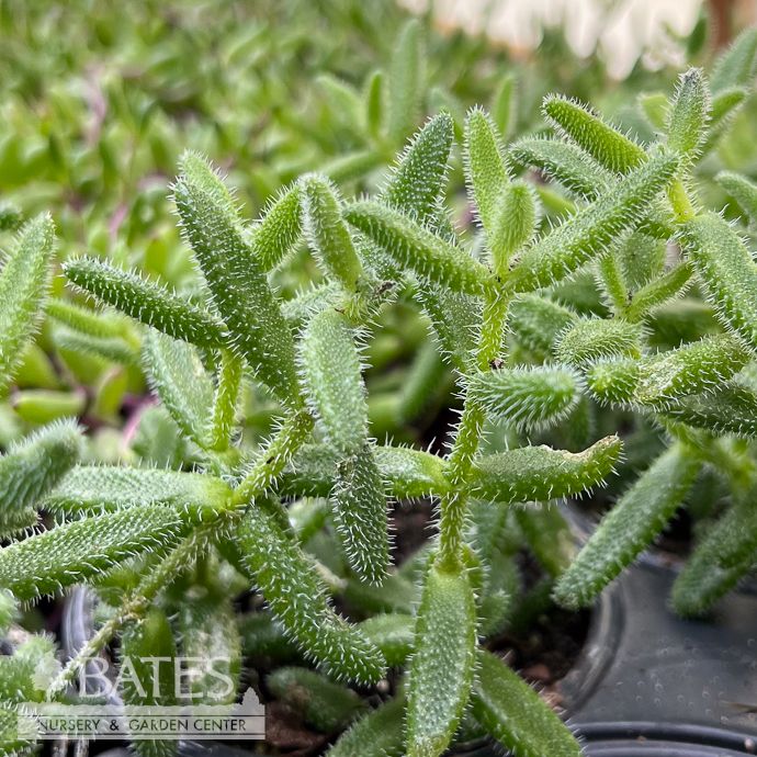 4p! Delosperma echinatum / PICKLE Plant Succulent /Tropical