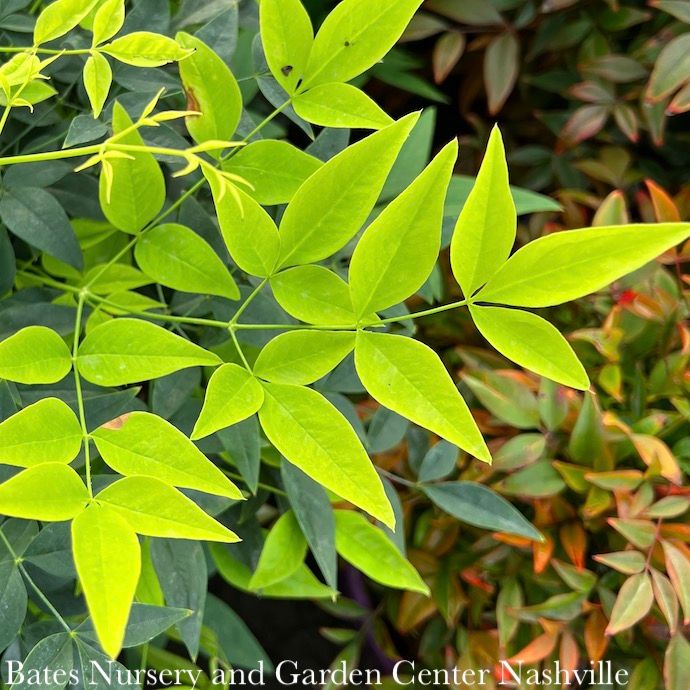 #3 Nandina dom SL Lemon Lime/ Heavenly Bamboo