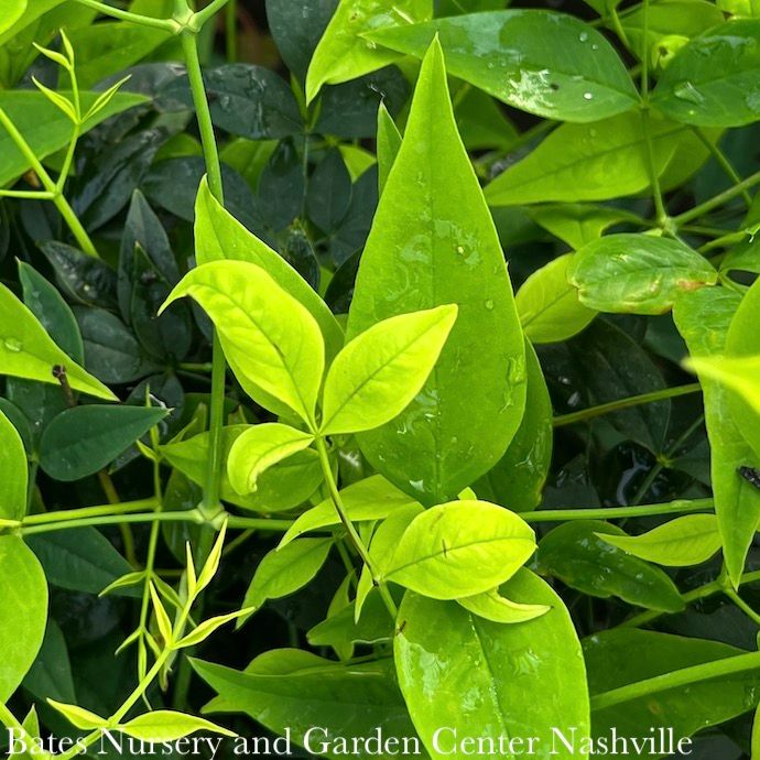 #3 Nandina dom SL Lemon Lime/ Heavenly Bamboo