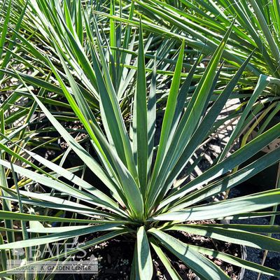 3 Yucca rigida Blue Sentry