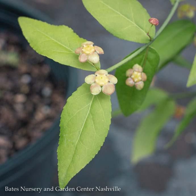 #3 Euonymus americanus/ Strawberry Bush, Hearts-a-Bustin Native (TN)