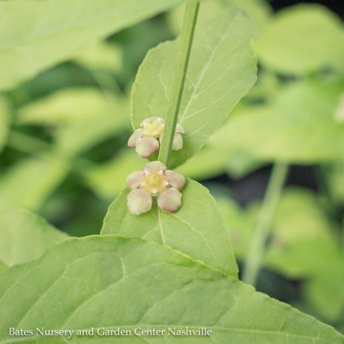 #3 Euonymus americanus/ Strawberry Bush, Hearts-a-Bustin Native (TN)