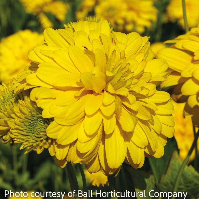 #2 Rudbeckia lacin Goldquelle/ Cutleaf Coneflower Native (TN)