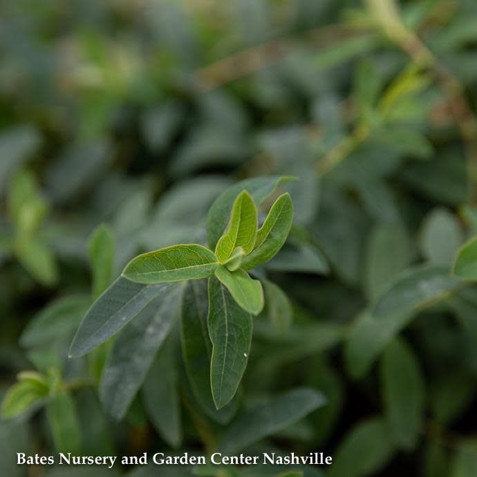 #1 Hypericum calycinum/ St. John&#39;s Wort