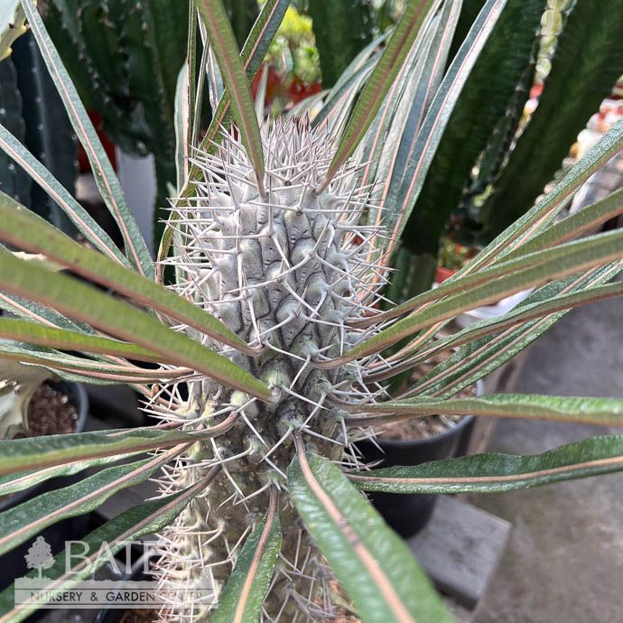 14p! Cactus Pachypodium  Geayi /Silver Madagascar Palm /Tropical