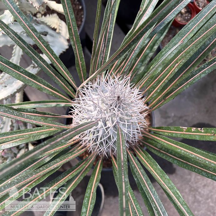 14p! Cactus Pachypodium  Geayi /Silver Madagascar Palm /Tropical