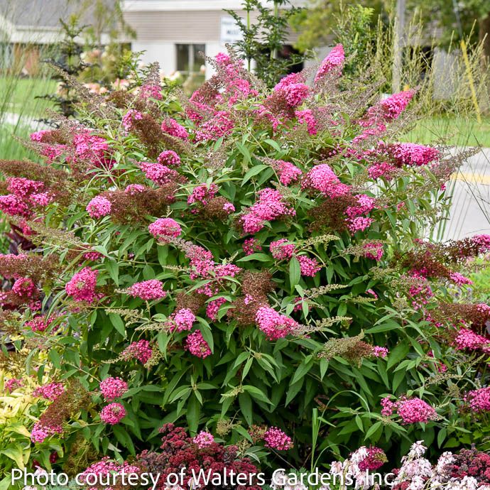#1 Buddleia dav Monarch &#39;Cherry Royale&#39;/ Pink Butterfly Bush