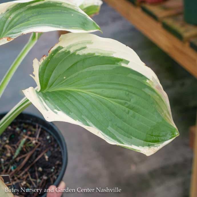 #1 Hosta Diana Remembered/ Variegated Green, White