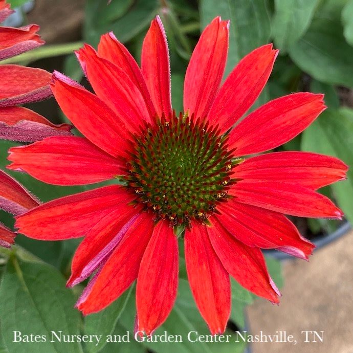 #1 Echinacea x PW Color Coded &#39;Frankly Scarlet&#39;/ Coneflower