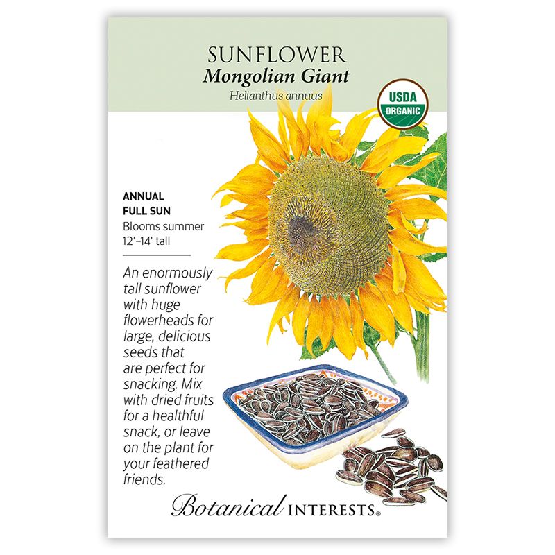 Seed Flwr Sunflower Mongolian Giant Organic - Helianthus annus