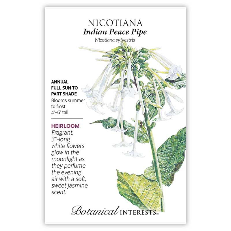 Seed Flwr Nicotiana Indian Peace Pipe Heirloom - Nicotiana sylvestris